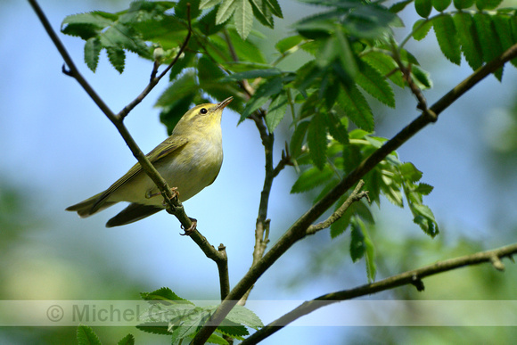 Fluiter; Wood Warbler; Phylloscopus sibilatrix