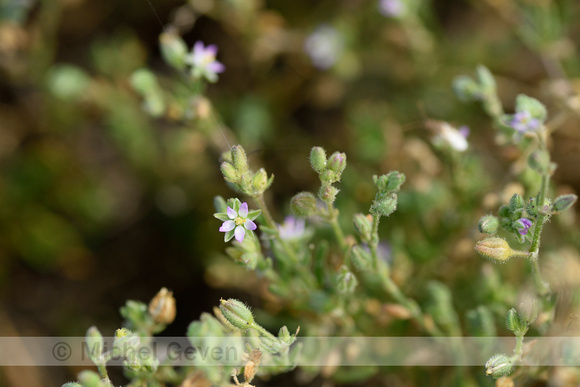 Zilte schijnspurrie; Salt sandspurry; Spergularia salina