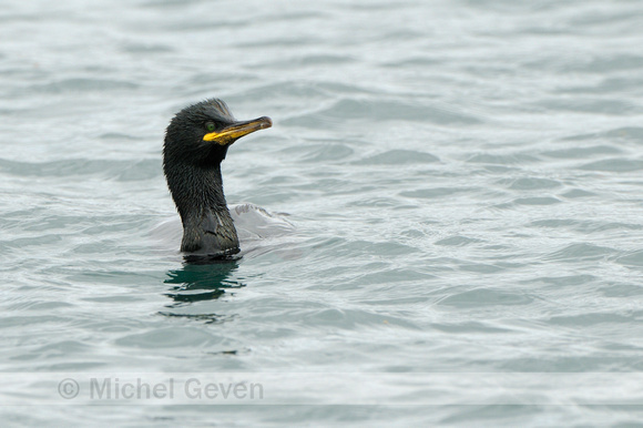 Kuifaalscholver; Shag; Phalacorcorax aristotelis;