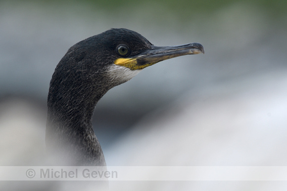 Kuifaalscholver; European shag; Phalacrocorax aristotelis