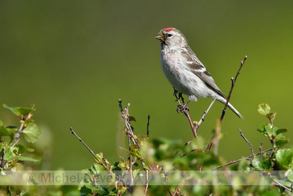 Witstuitbarmsijs;Arctic Redpoll; Acanthis hornemanni exillipes