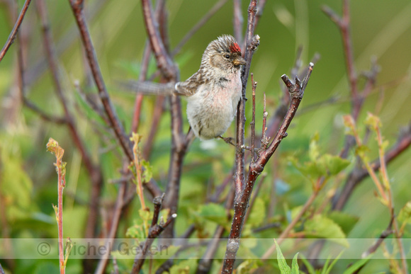 Witstuitbarmsijs;Arctic Redpoll; Acanthis hornemanni exillipes