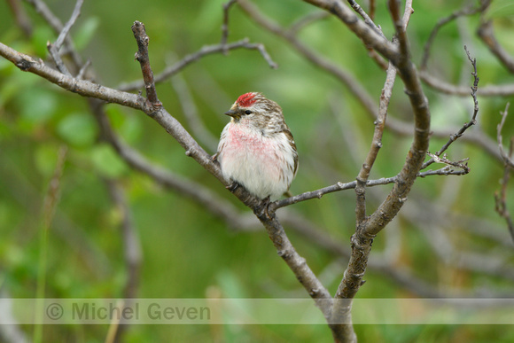 Witstuitbarmsijs;Arctic Redpoll; Acanthis hornemanni exillipes