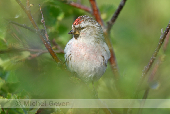 Witstuitbarmsijs;Arctic Redpoll; Acanthis hornemanni exillipes