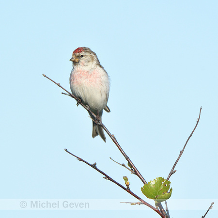 Witstuitbarmsijs;Arctic Redpoll; Acanthis hornemanni exillipes