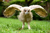 Siberische Oehoe; Siberian Eagle Owl; Bubo bubo sibericus
