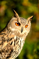 Oehoe; European Eagle Owl; Bubo bubo