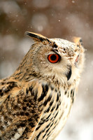Siberische Oehoe - Siberian Eagle Owl - Bubo bubo sibericus