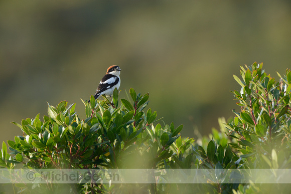 Roodkopklauwier; Woodchat Shrike; Lanius senator