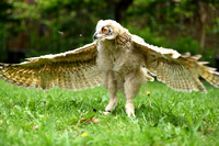 Siberische Oehoe; Siberian Eagle Owl; Bubo bubo sibericus
