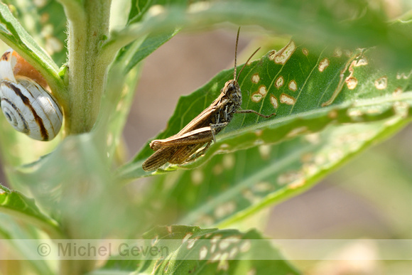 Costa's rosevleugel; Eurasian Pincer Grasshopper; Calliptamus barbarus
