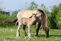 Konik; Polish primitive horse;