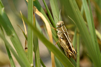Costa's rosevleugel; Eurasian Pincer Grasshopper; Calliptamus barbarus