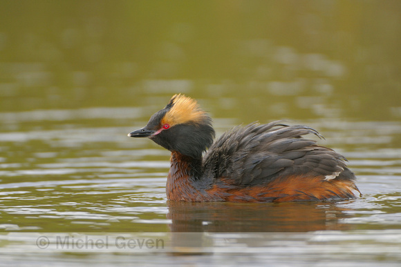 Kuifduiker; Slavonian Grebe; Podiceps auritus