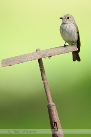 Grauwe Vliegenvanger; Spotted Flycatcher; Musciapa striata