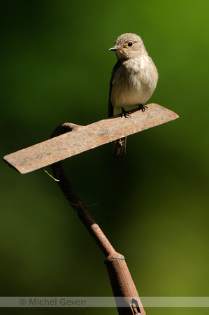 Grauwe Vliegenvanger; Spotted Flycatcher; Musciapa striata