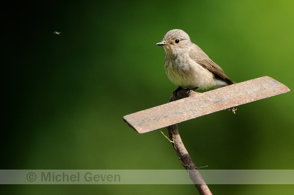 Grauwe Vliegenvanger; Spotted Flycatcher; Musciapa striata