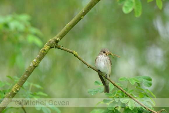 Grauwe Vliegenvanger; Spotted Flycatcher; Musciapa striata