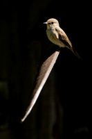 Grauwe Vliegenvanger; Spotted Flycatcher; Musciapa striata
