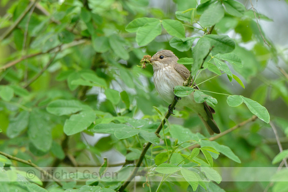 Grauwe Vliegenvanger; Spotted Flycatcher; Musciapa striata