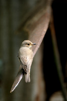Grauwe Vliegenvanger; Spotted Flycatcher; Musciapa striata