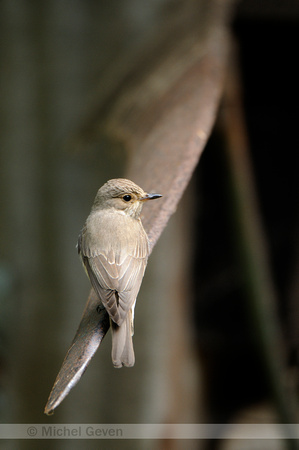 Grauwe Vliegenvanger; Spotted Flycatcher; Musciapa striata