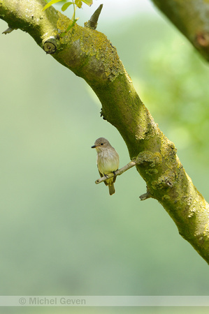 Grauwe Vliegenvanger; Spotted Flycatcher; Musciapa striata