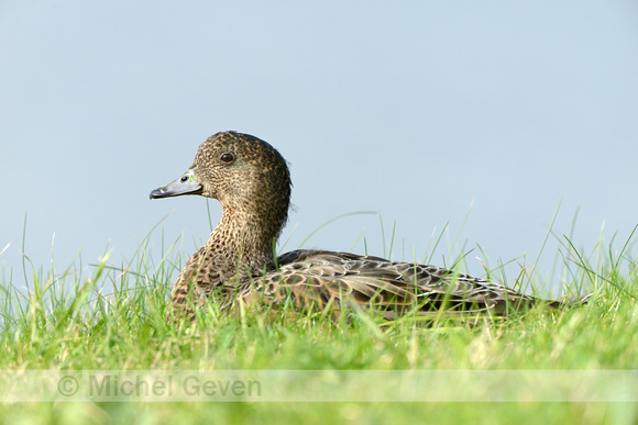 Smient; Eurasian Wigeon; Anas penelope;