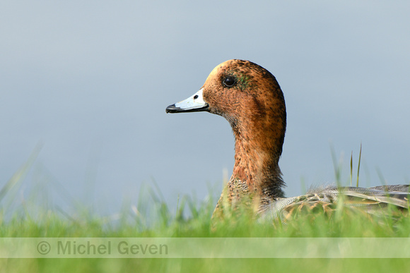 Smient; Eurasian Wigeon; Anas penelope;