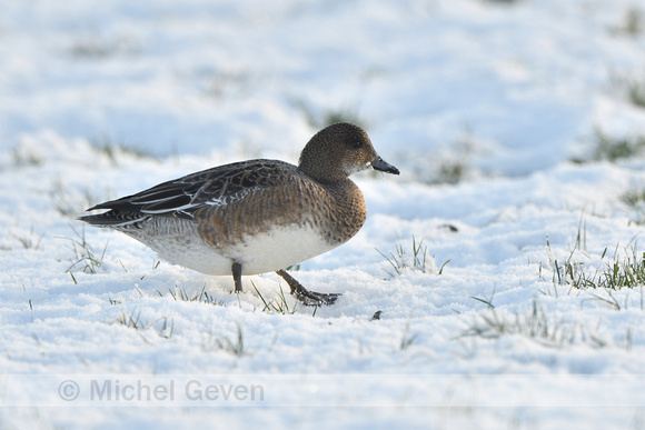 Smient; Wigeon; Mareca penelope