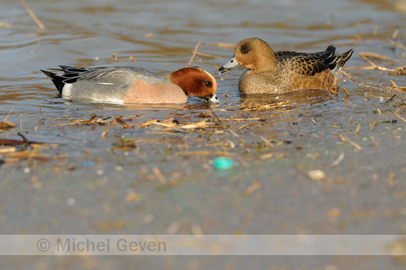 Smient; Wigeon; Anas penelope;