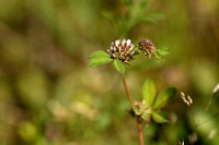 Trifolium glomeratum