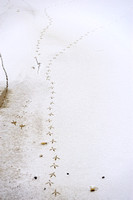 sporen in de sneeuw; tracks in the snow