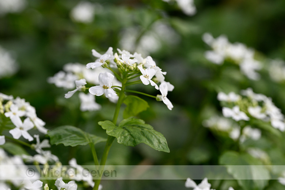 Kaukasische look; Pachyphragma macrophylla