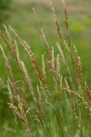 Beemdhaver; Meadow Oat-grass; Helictochloa pratensis