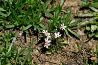 Androsace adfinis subsp. puberula