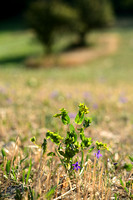 Doorwas; Thorowax; Bupleurum rotundifolium