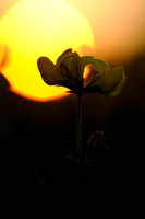 Gewone Rolklaver; Lotus corniculatus; Common bird's-foot trefoil