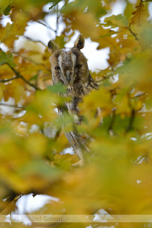 Ransuil; Long-eared Owl; Asio otus;