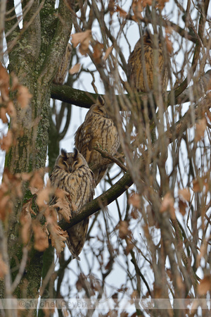 Ransuil; Long-eared Owl; Asio otus;