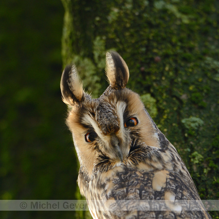 Ransuil; Long-eared Owl; Asio otus;