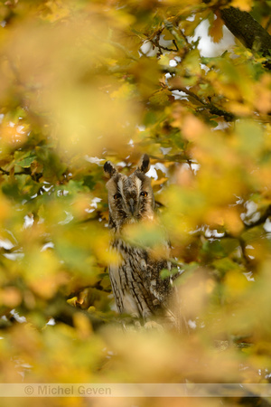 Ransuil; Long-eared Owl; Asio otus;