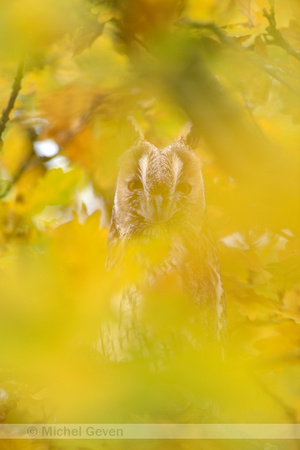 Ransuil; Long-eared Owl; Asio otus;