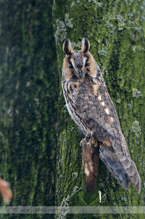 Ransuil; Long-eared Owl; Asio otus;