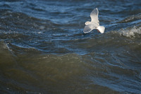 Dwergmeeuw - Little Gull - Larus minutus