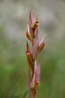 Long-lipped Tongue Orchid; Serapias vomeracea