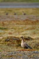 Kleine Rietgans - Pink-footed Goose - Anser brachyrhynchus