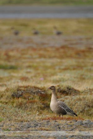 Kleine Rietgans; Pink-footed Goose; Anser brachyrhynchus
