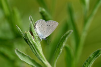 Dwergblauwtje; Little Blue; Cupido minimus