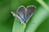 Dwergblauwtje; Little Blue; Cupido minimus